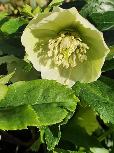 Морозник кавказский 