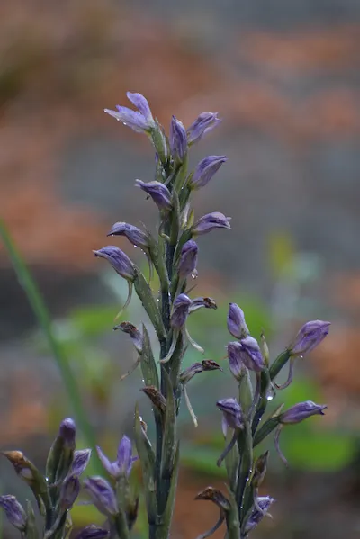 Пыльцеголовник красный 