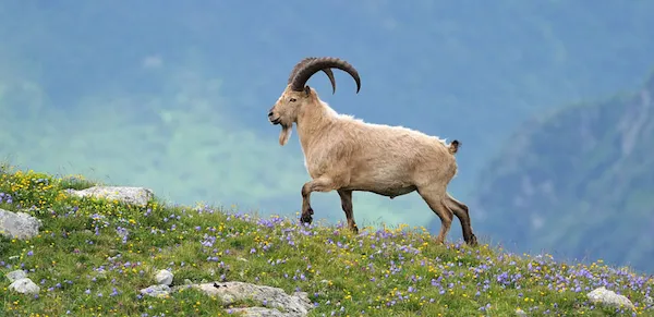 Животные Пицунда-Мюссерского заповедника