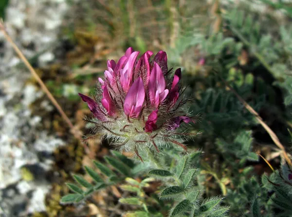Растения Пицунда-Мюссерского заповедника