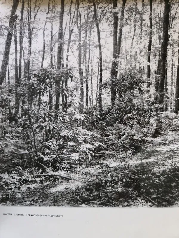 Историческое фото 5