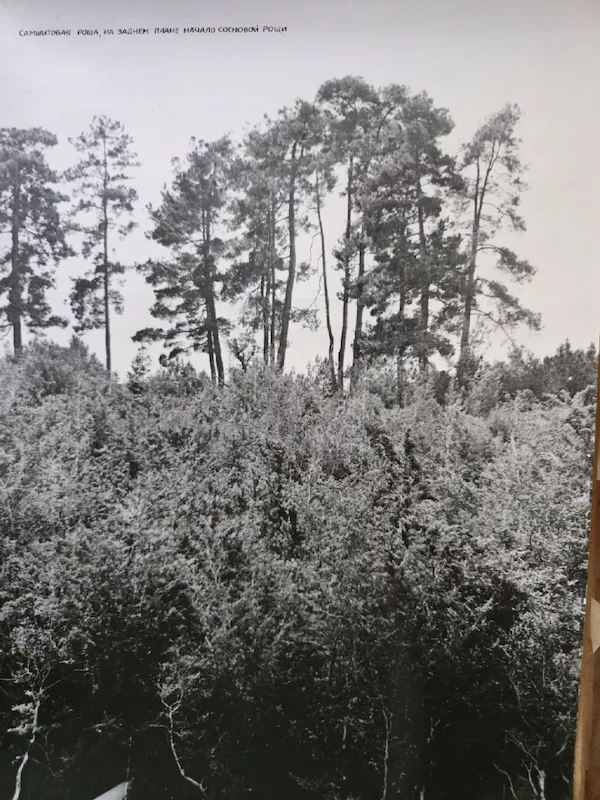 Историческое фото 7