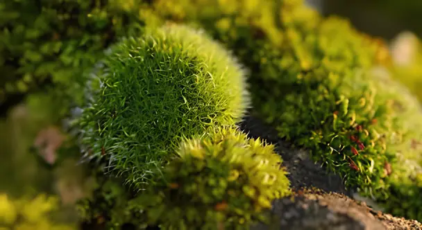 Фотография природы: Фауна