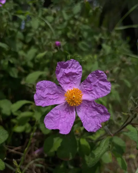 Фотография природы: Красная книга