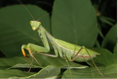 Обыкновенный богомол, или богомол религиозный 