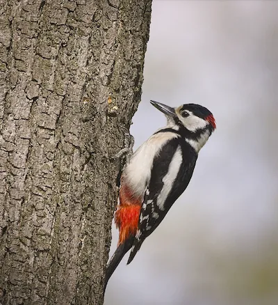 Большо‌й пёстрый дя‌тел, или пёстрый дя‌тел