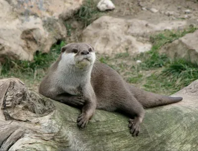 Кавказская выдра