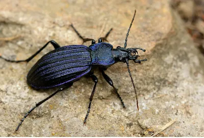 Жужелица кавказская 