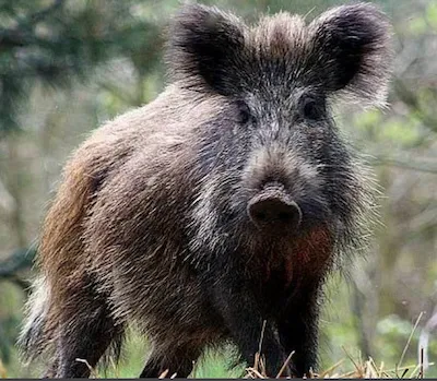 Кавказский дикий кабан