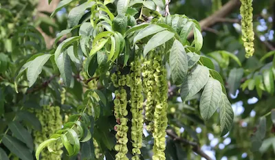 Лапи́на крылопло́дная