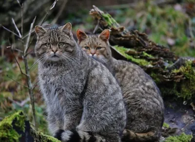 Кавказский лесной кот или кавказская лесная кошка