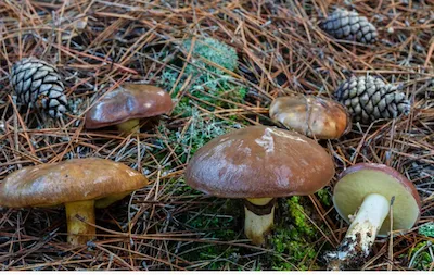 Маслёнок обыкнове́нный