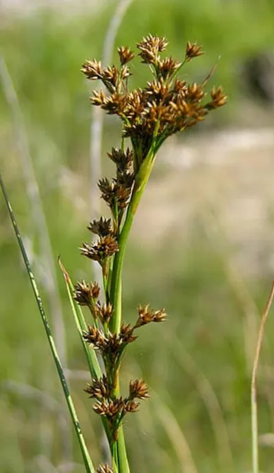 Меч-трава́ обыкнове́нная 