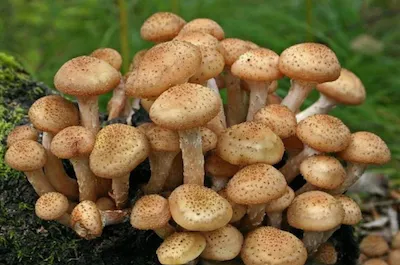 Опёнок осе́нний, или Опёнок настоя́щий 