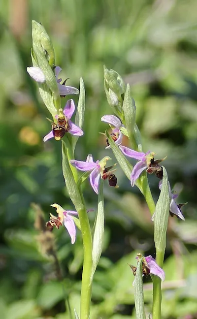 О́фрис оводоносная