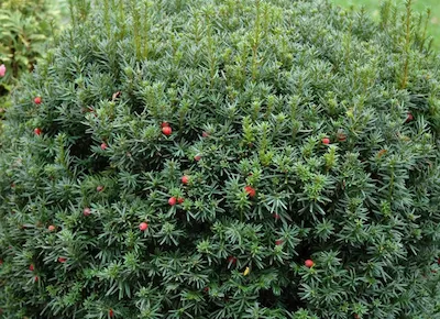 Тис я́годный, также Тисс ягодный 