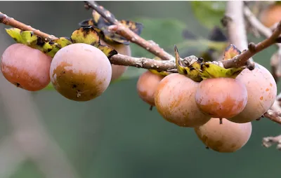 Хурма кавказская, Хурма обыкновенная, Хурма дикая