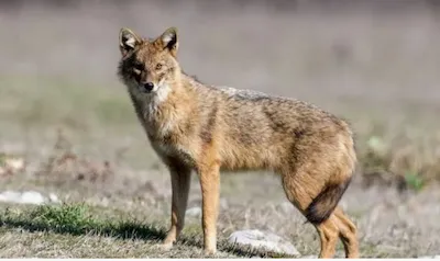 Обыкнове́нный шака́л, или азиа́тский шака́л, или чека́лка